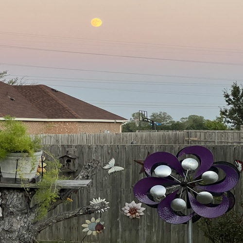 Moon-in-backyard