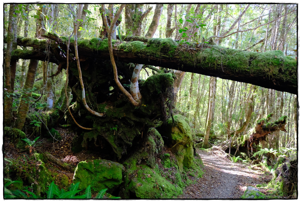 The Old Ghost Road (marzo 2024) - Escapadas y rutas por la Nueva Zelanda menos conocida (53)