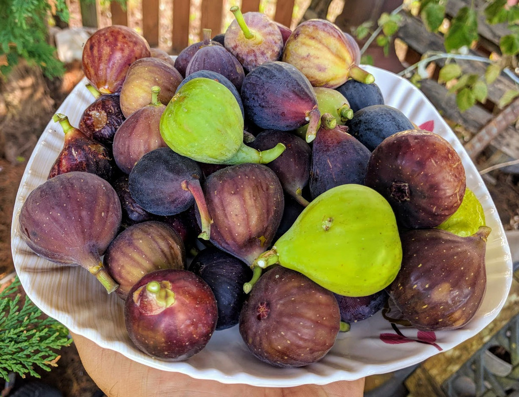 Harvest 09-08-2019 A