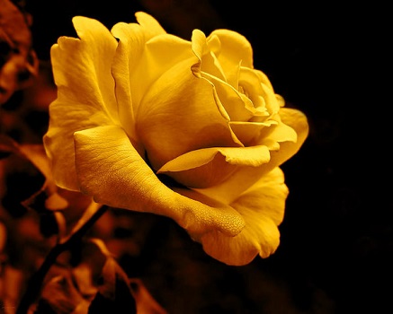 www.goldenroses.xup.pl