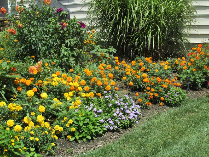 Lawn and Gardens 08.08.2020  (12)