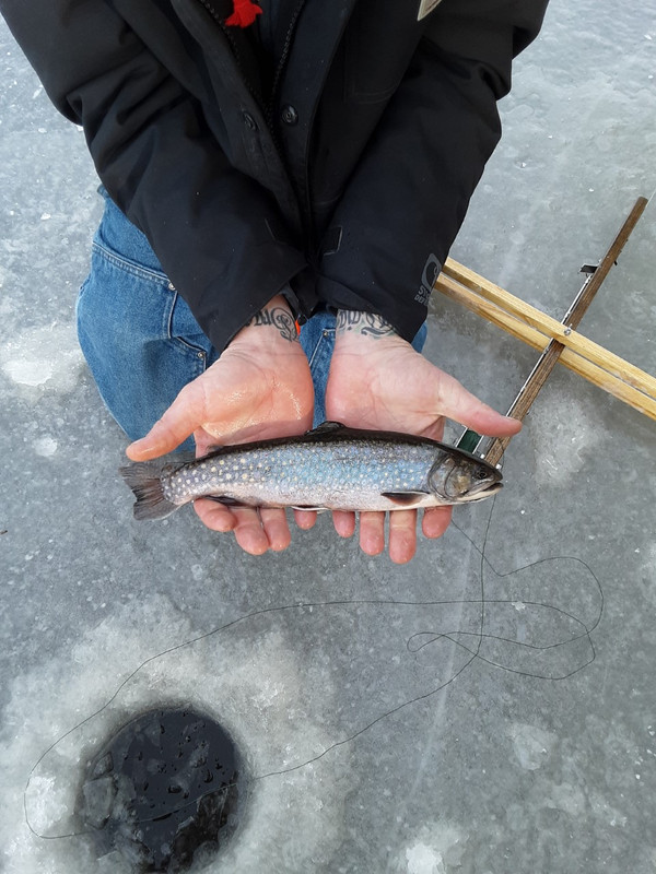 trout1