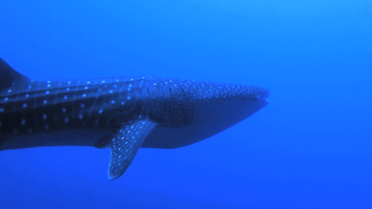 vlcsnap-2023-12-21-21h59m53s589