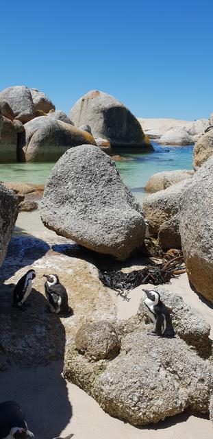 DÍA 3: PENINSULA DEL CABO - Sudáfrica y Seychelles 2018 - Una Honeymoon llena de vida (18)