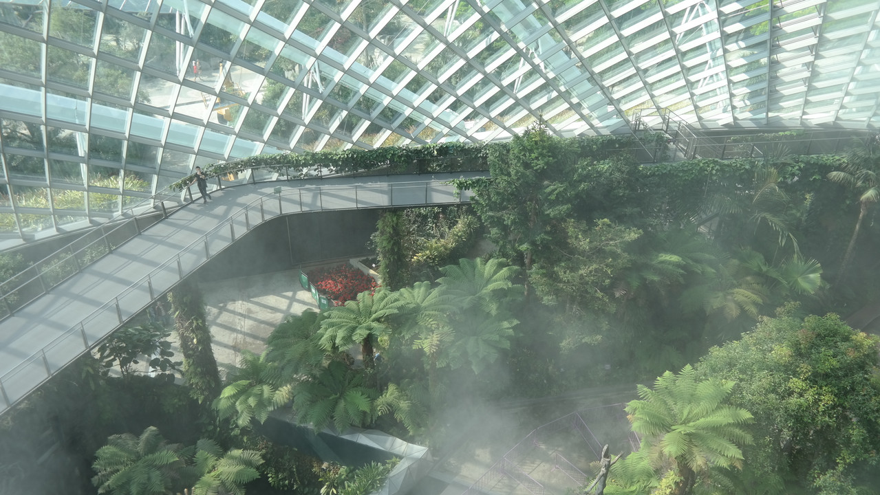 Cloud Forest 29