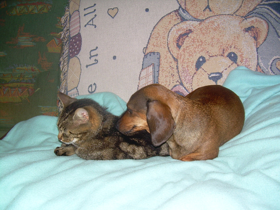 [Image: SARZEAU-MORBIHAN-2011-042.jpg]