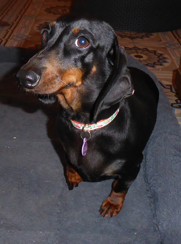 [Image: P1050479.jpg]