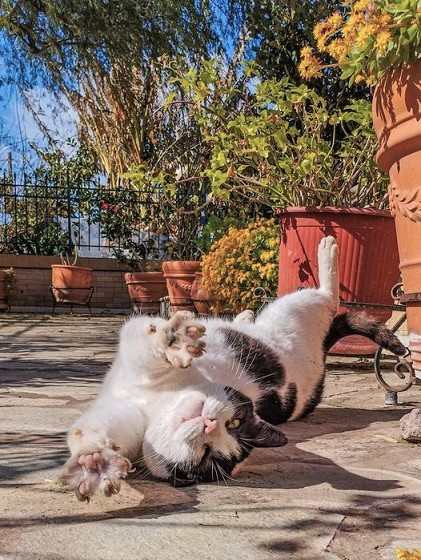 Εικόνα