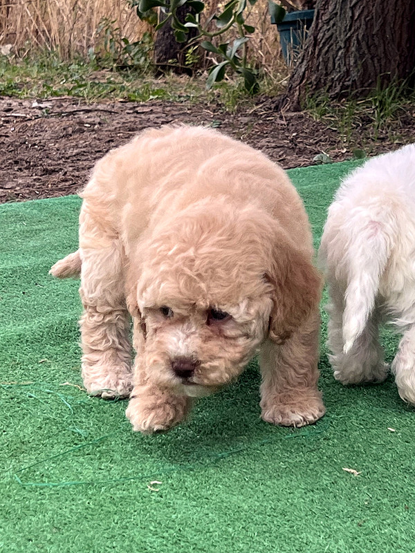 Lagotto Romagnolo female puppy for sale – Ideal Dale Elita – 48 days old – photo 2 – orange coat