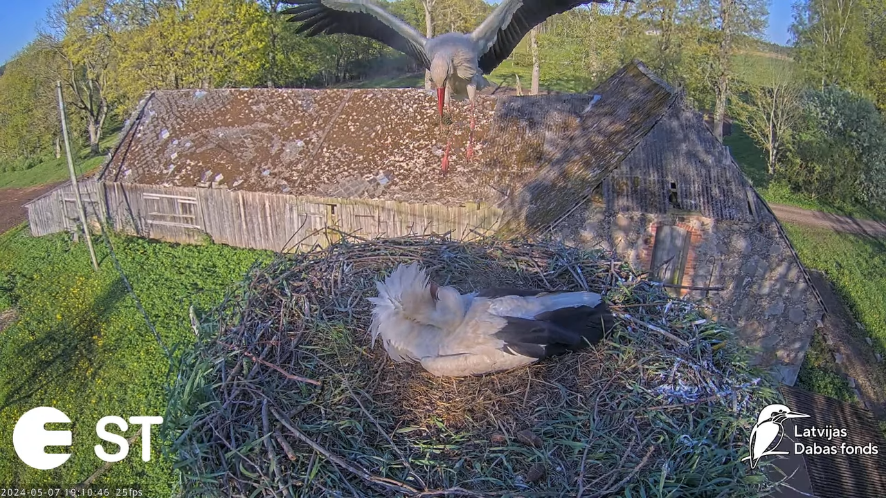 Baltie stārķi (Ciconia ciconia) Tukuma novadā - LDF tiešraide __ White storks in Tukums, Latvia 10-5