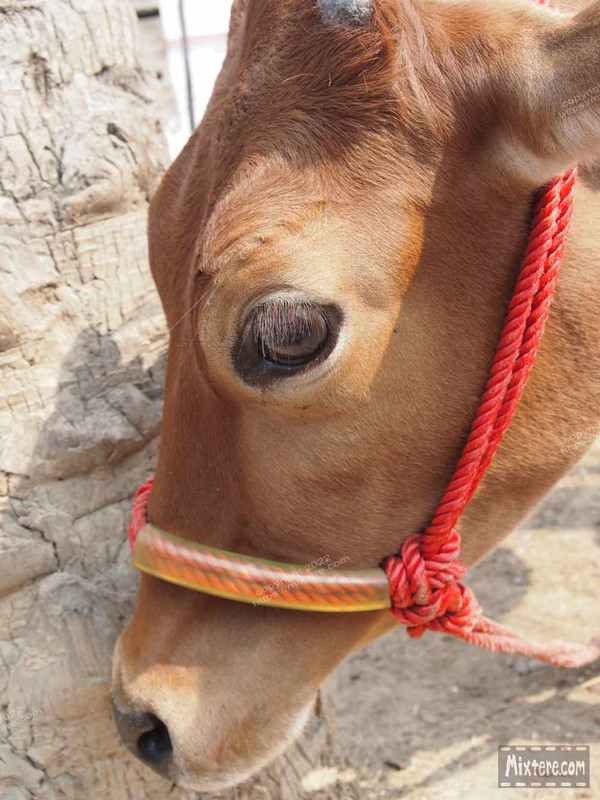 BBG&B6AroundTheGuesthousePics - 2