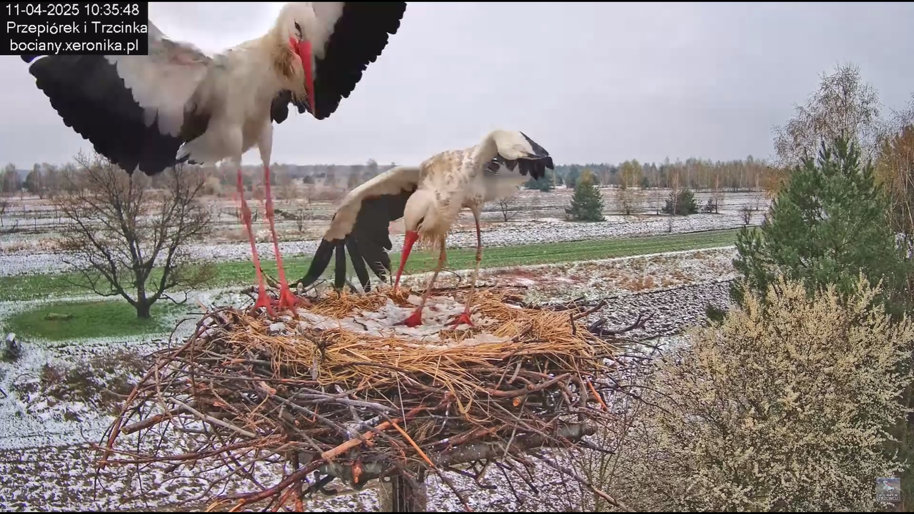 11042025bociany_3