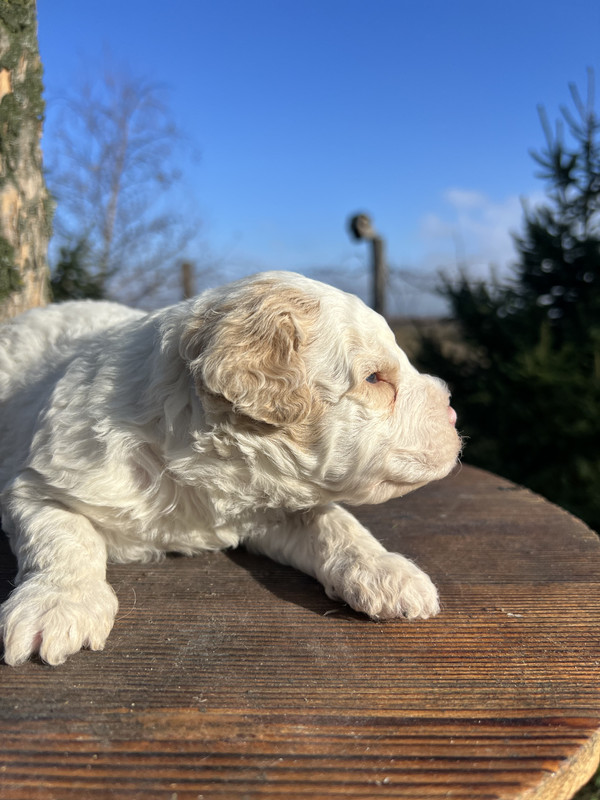 Lagotto Romagnolo male puppy – Litter F 2025 – playful pose, white base coat with orange markings – photo 2, 21 days old
