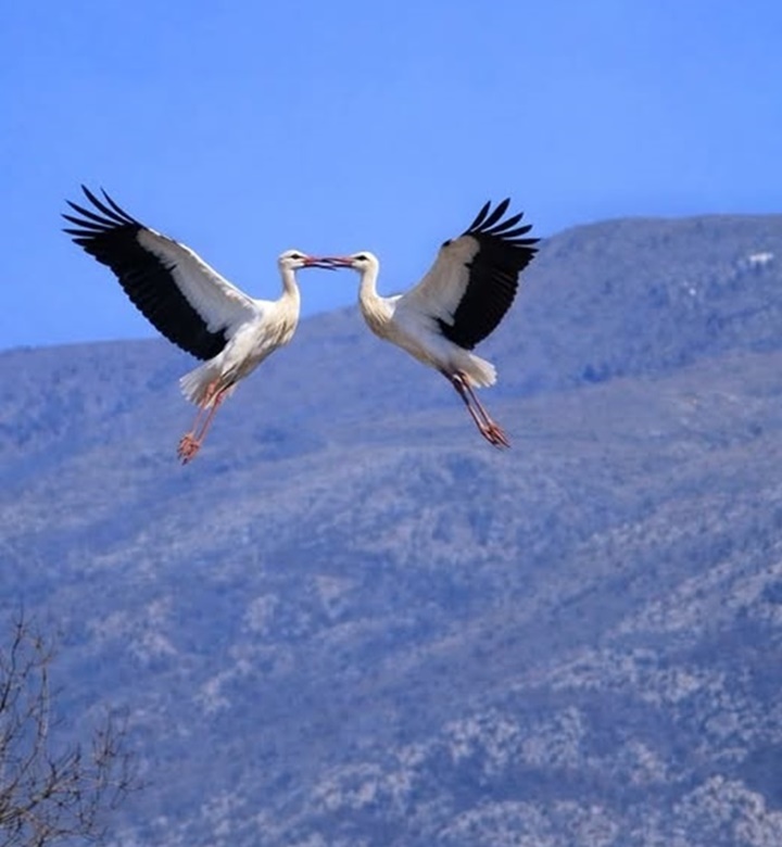 Georgi-Kostow-snimka