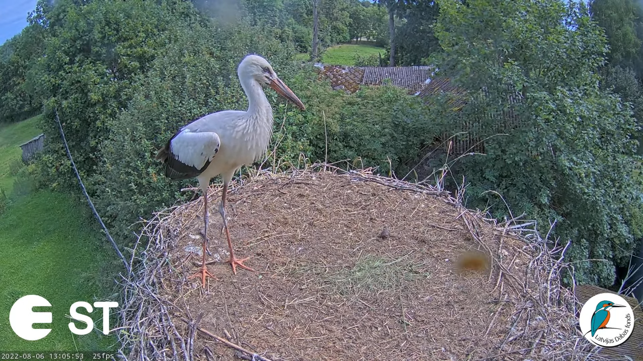 Baltie stārķi (Ciconia ciconia) Tukuma novadā - LDF tiešraide __ White storks in Tukums, Latvia 15-1