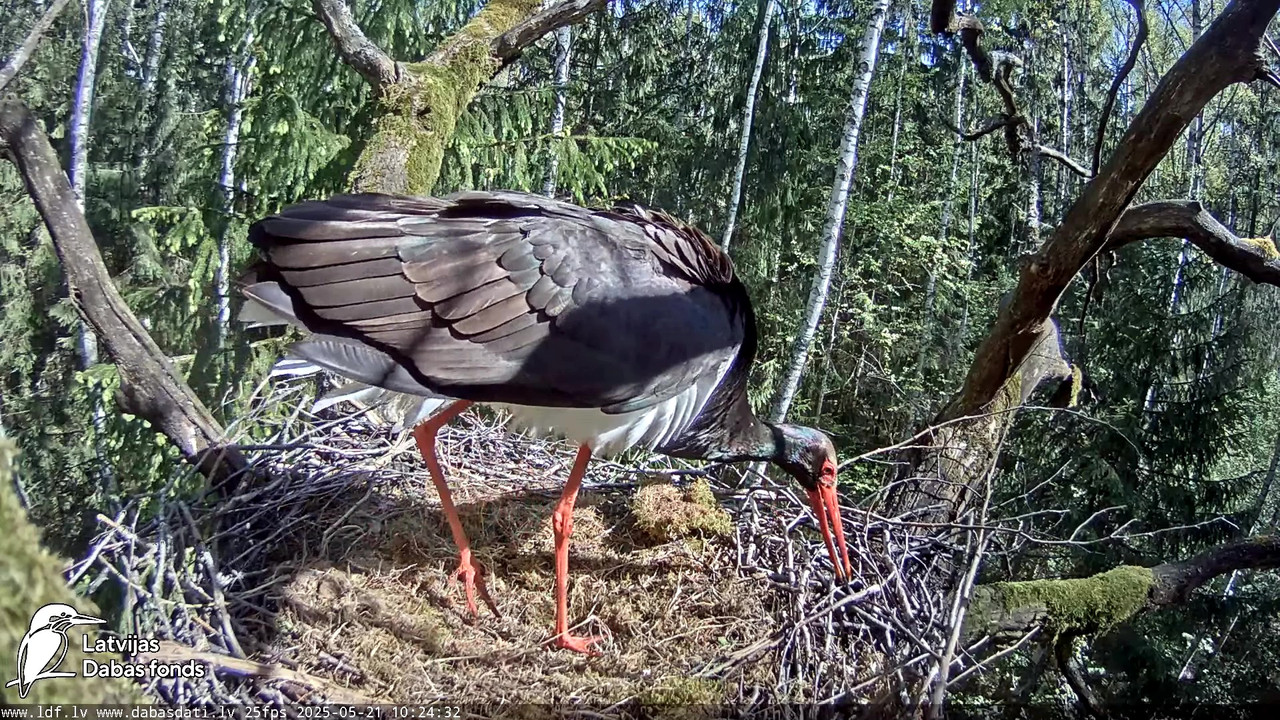 vlcsnap-2025-05-22-08h14m18s985