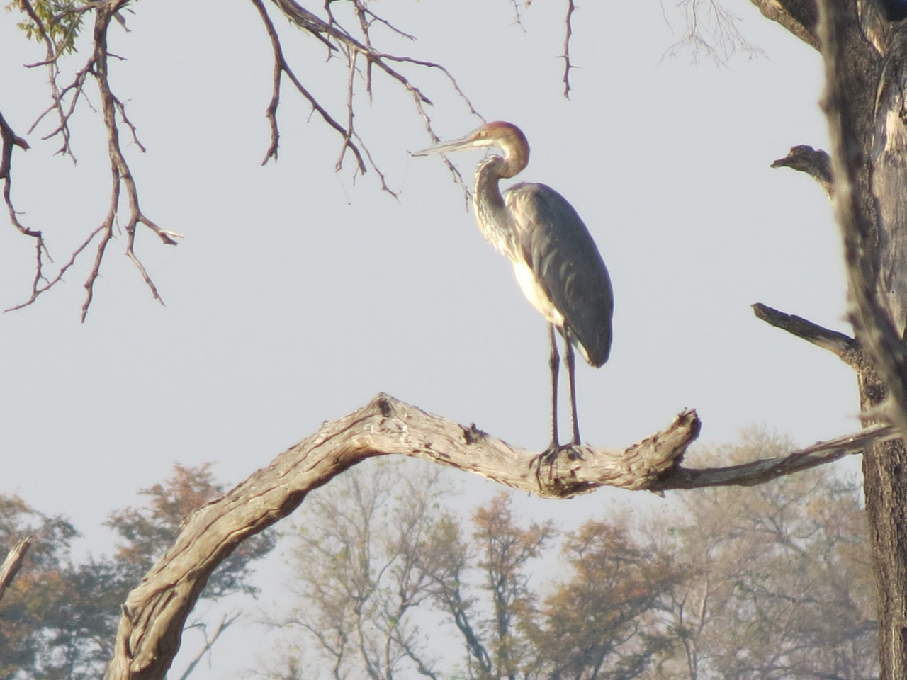 Grey heron