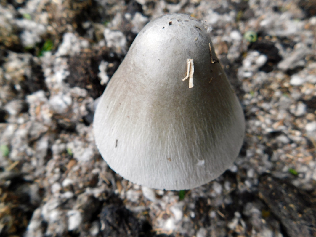 DSCN0451.jpg