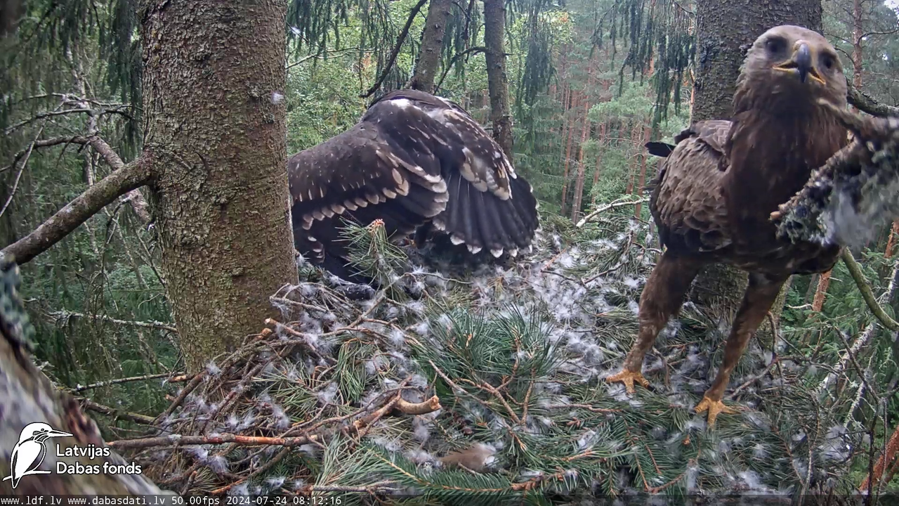 Mazais ērglis (Clanga pomarina), ligzda eglē __ Lesser spotted eagle in spruce, Zemgale, Latvia 7-57