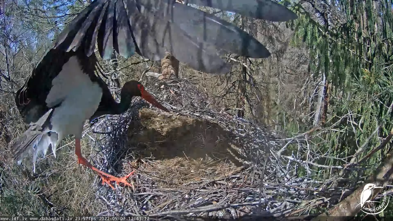 Melnais stārķis (Ciconia nigra) Siguldas novadā - LDF tiešraide 11-13-52 screenshot