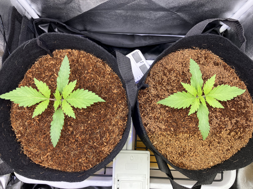 cIMG_1252(marzo 24 2023)