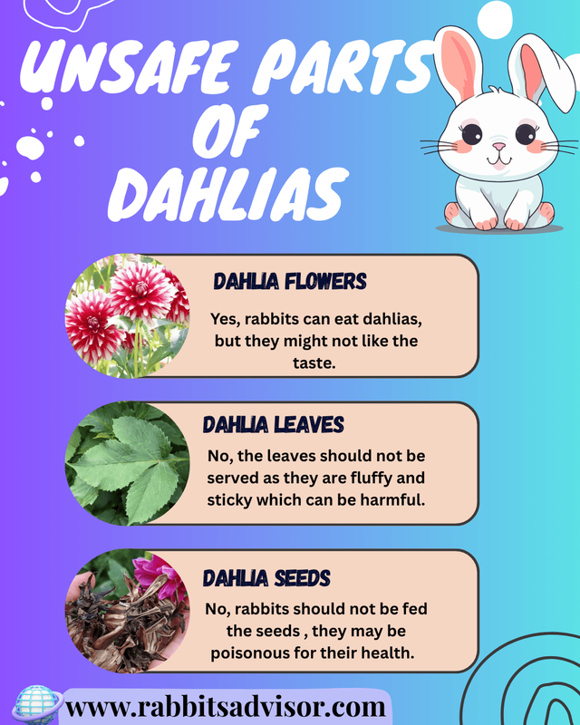 Can Rabbits Eat Dahlias