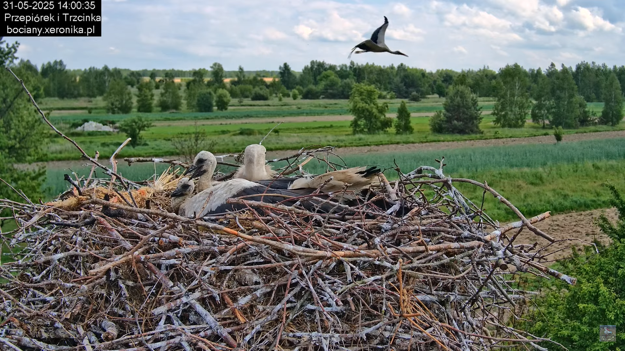 31052025bociany14