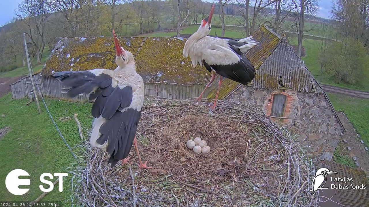 Baltie stārķi (Ciconia ciconia) Tukuma novadā - LDF tiešraide __ White storks in Tukums, Latvia 8-20