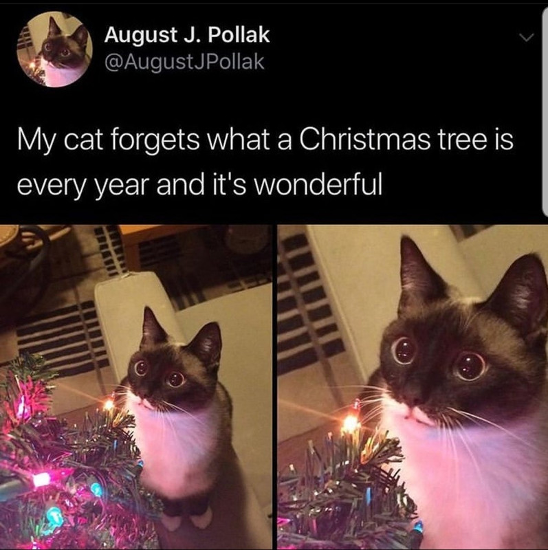 Cat-Christmas.jpg