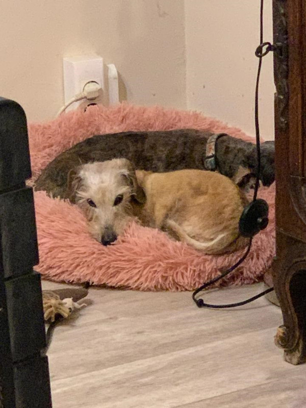 [Image: IMG-2212.jpg]