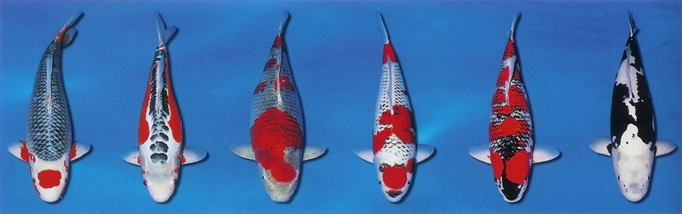 05-variety-koi
