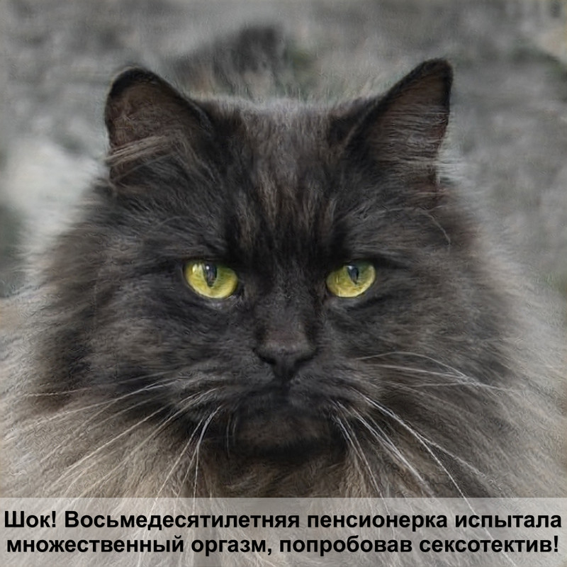 кошки после наркоза