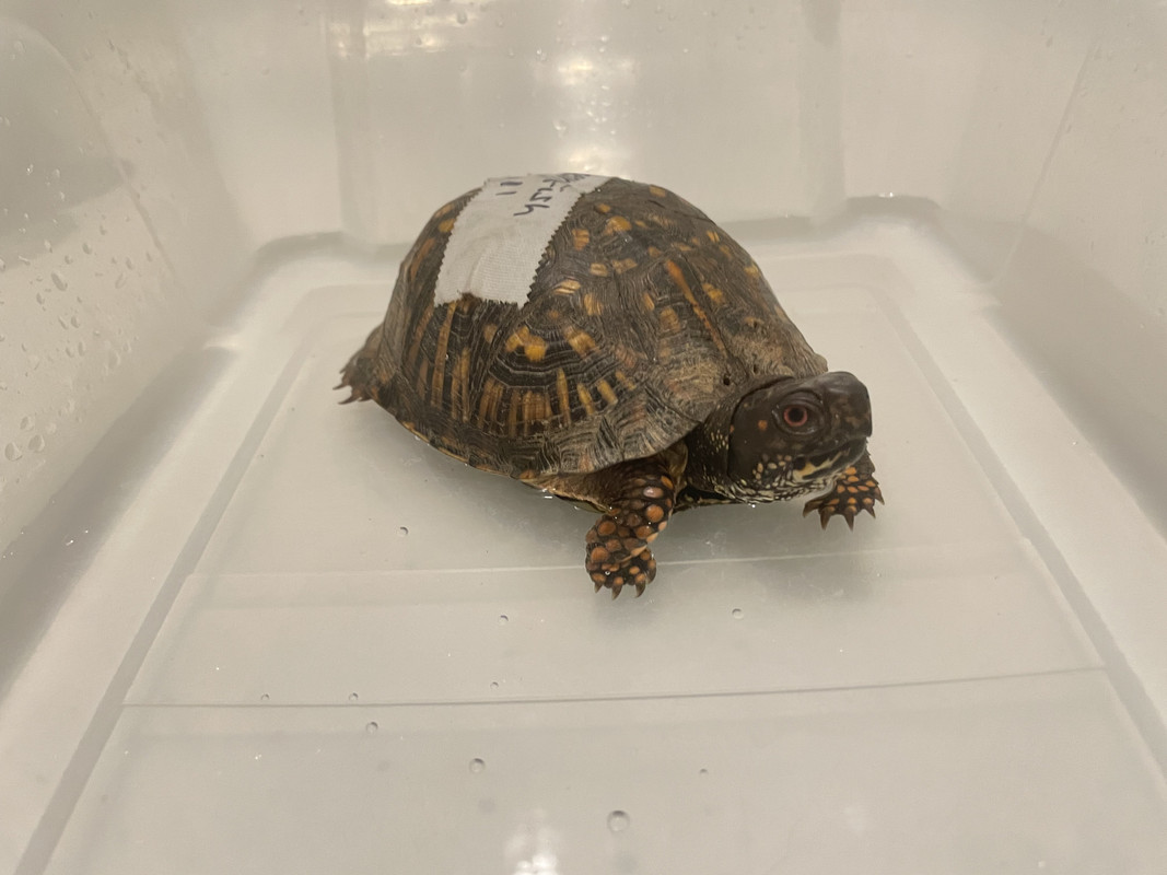 turtle tax