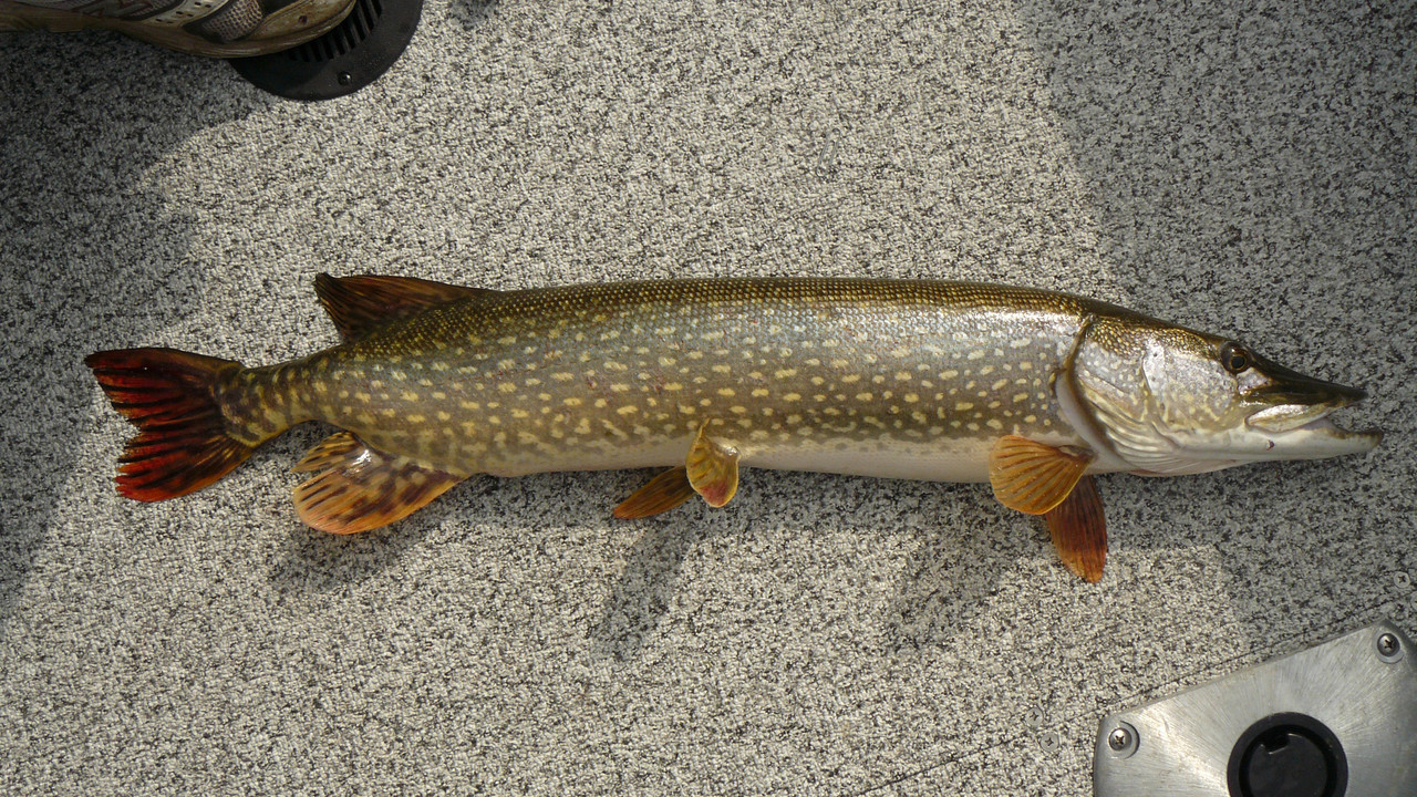northern-pike-dan-okeefe[1]