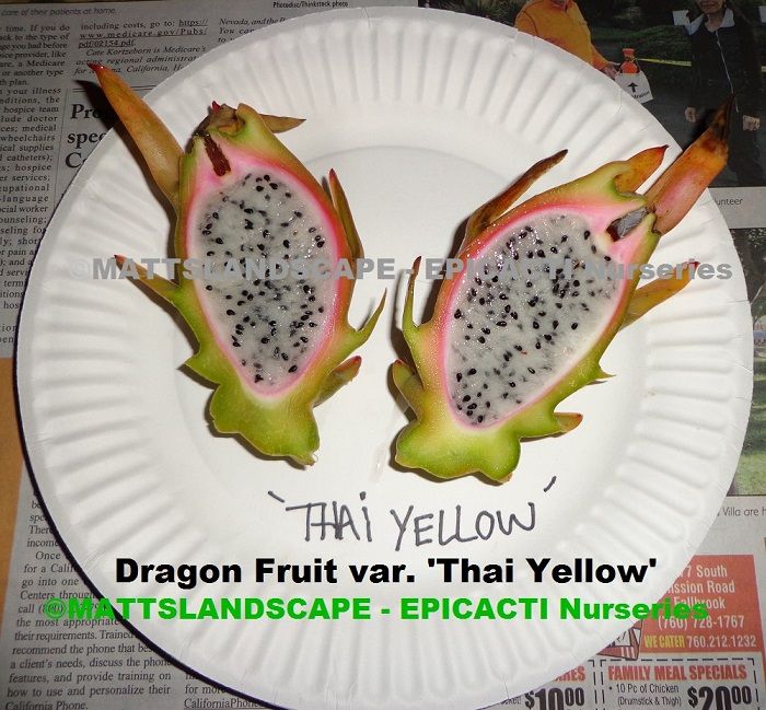 9b43d4aa10bf6c254e2a19578d81a668--cv-yellow-fruit