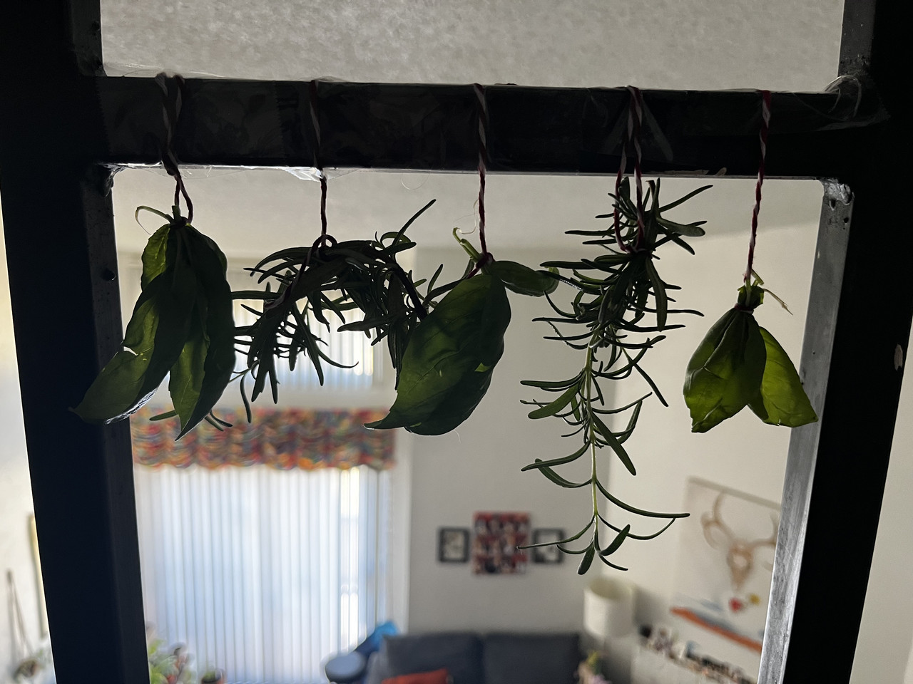 basil and rosemary tied to a horizontal bar to dry