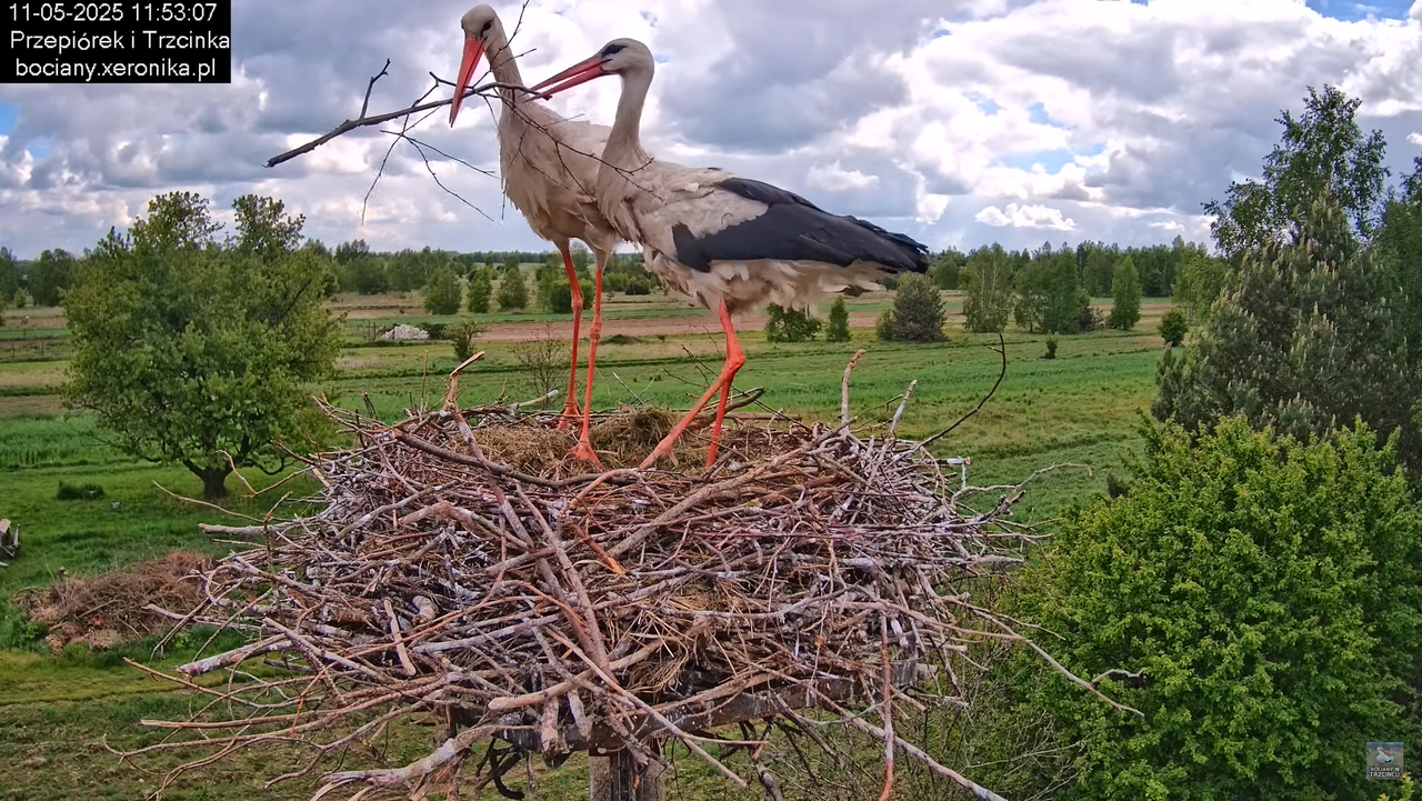 11052025bociany24