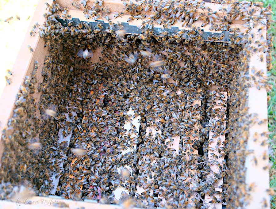 Abeilles dans la ruche d'accueil