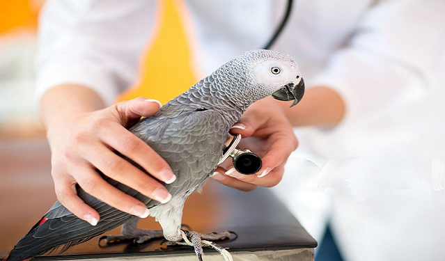 Signs of Sick Parrot