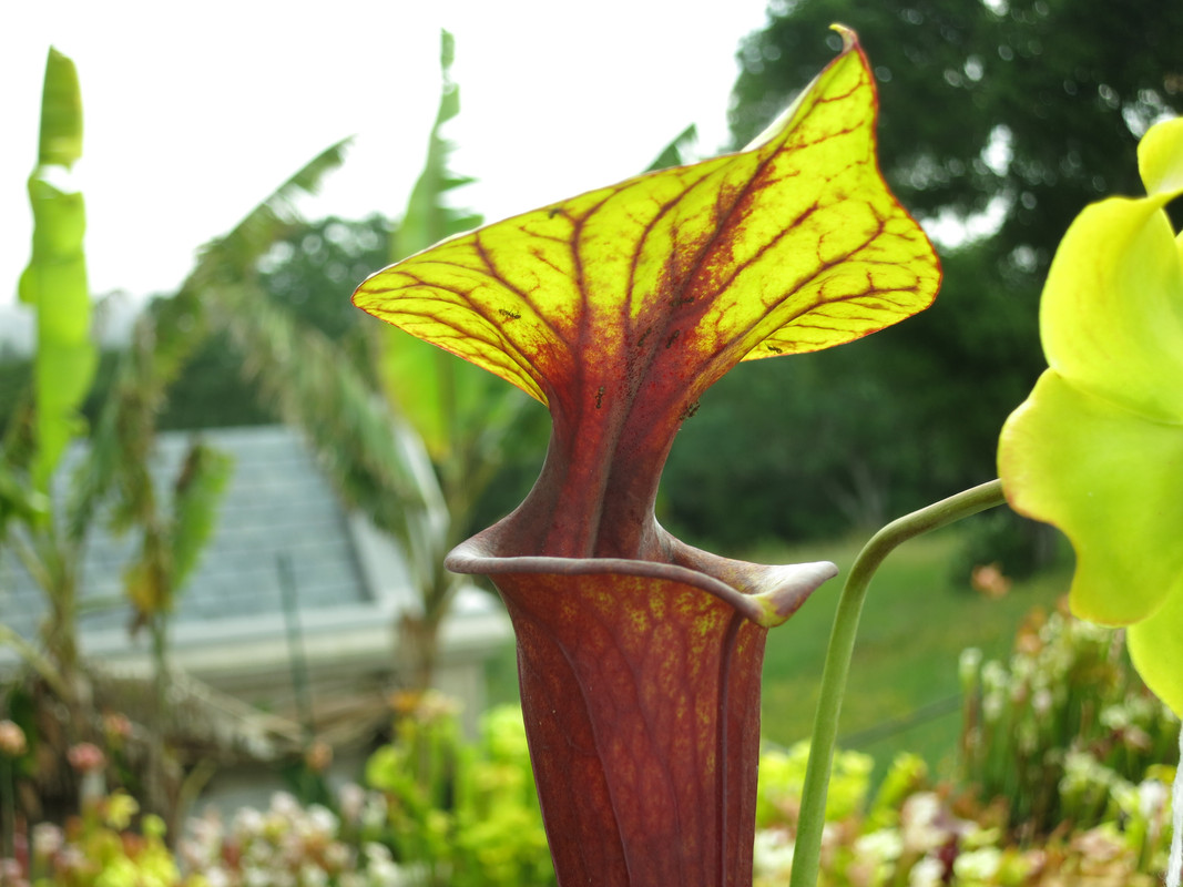 Solid red throat, 2019-05-23