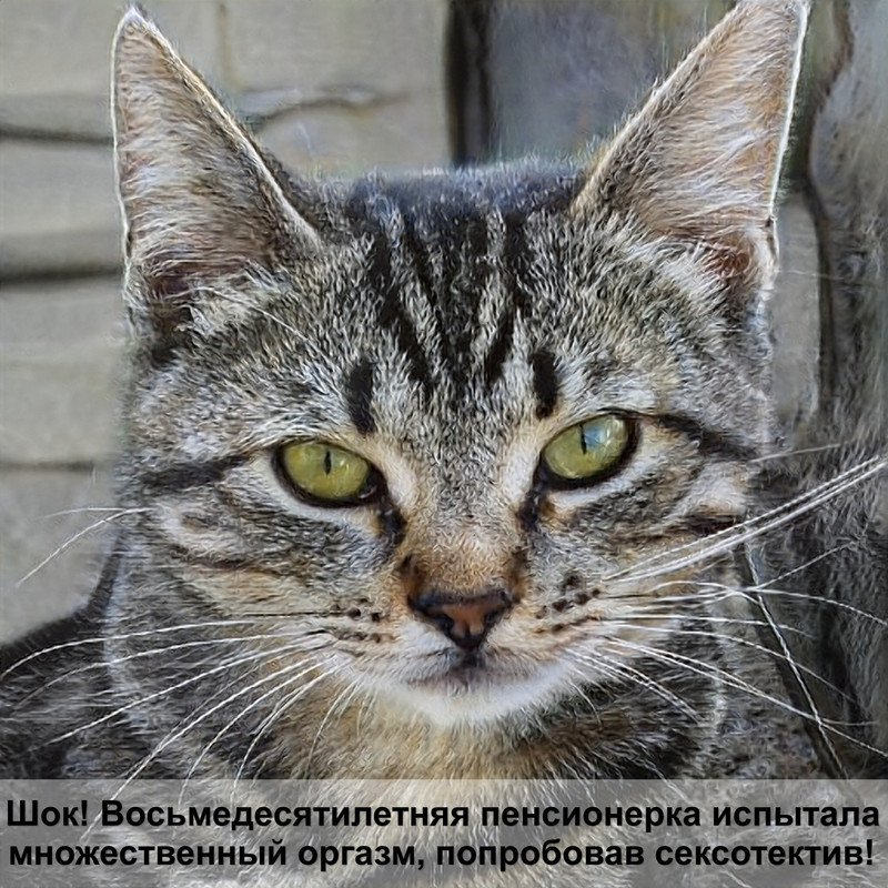 куда ставить укол кошке