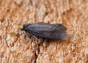 Lampronia fuscatella