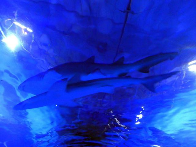 VALENCIA en un fin de semana - Blogs of Spain - Sábado 30/12: Llegada a Valencia y visita al Oceanogràfic (26)