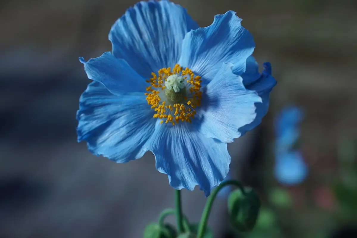 blue-poppy-new.webp