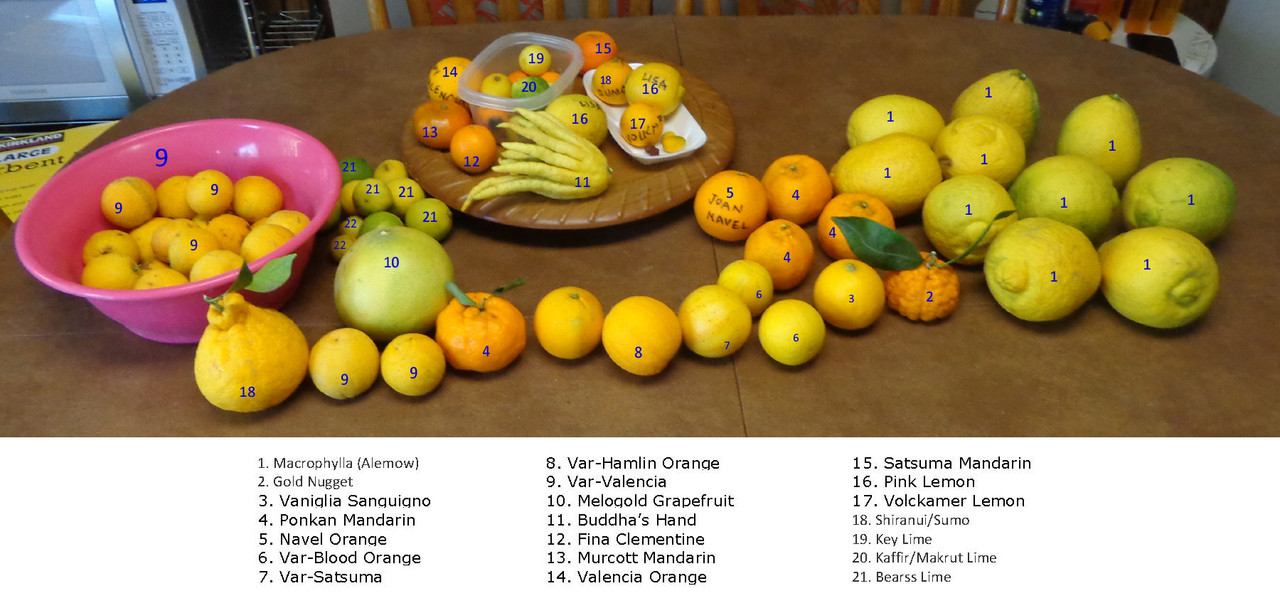 Ripe-Citrus(12-14-22)