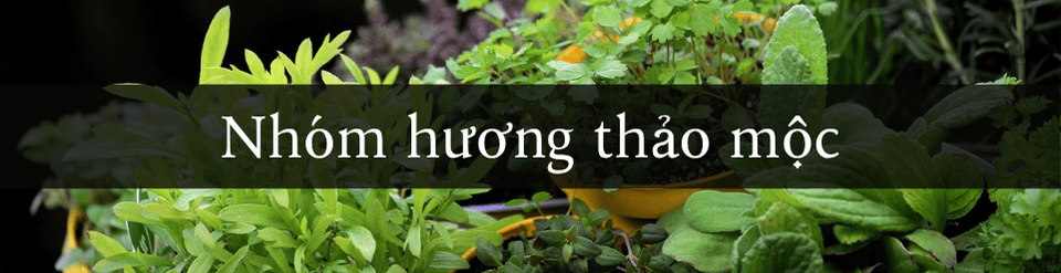https://i.postimg.cc/fbzFQ3fq/nhom-huong-thao-moc.png