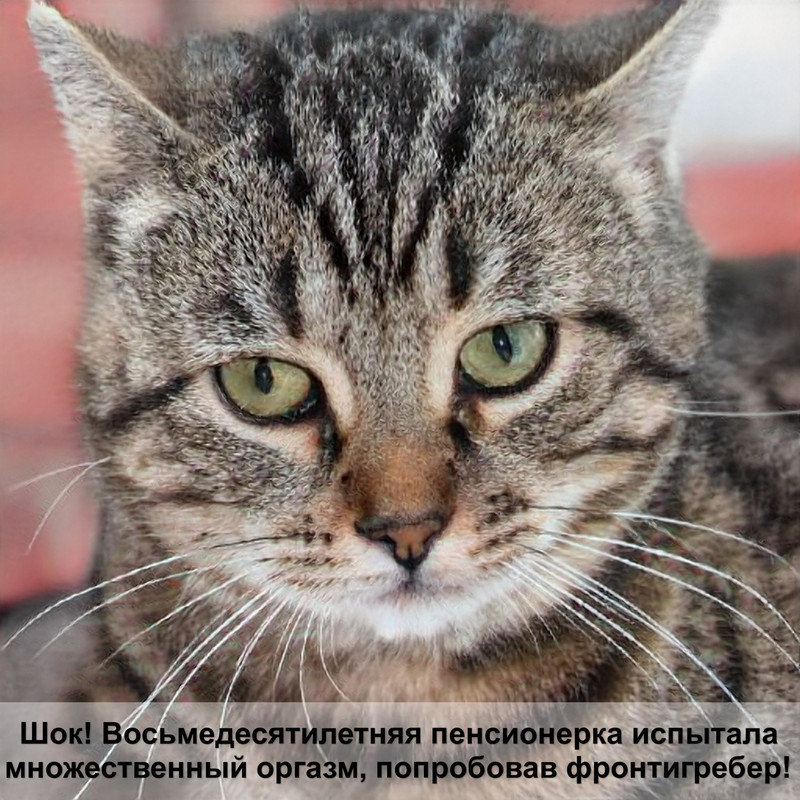 кастрация кота последствия