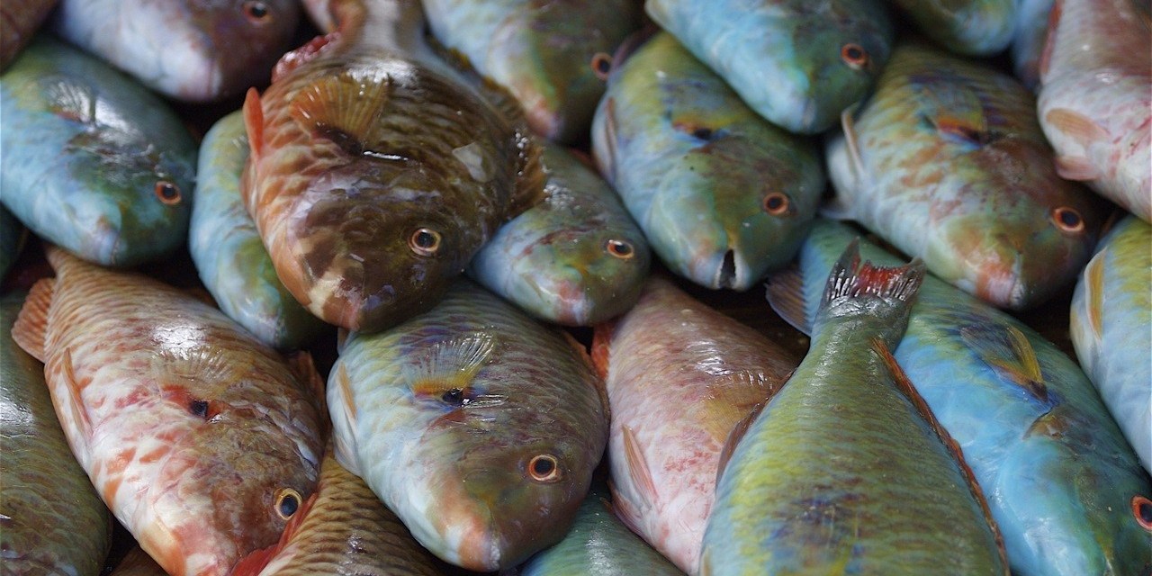 elakkan beli Parrot fish