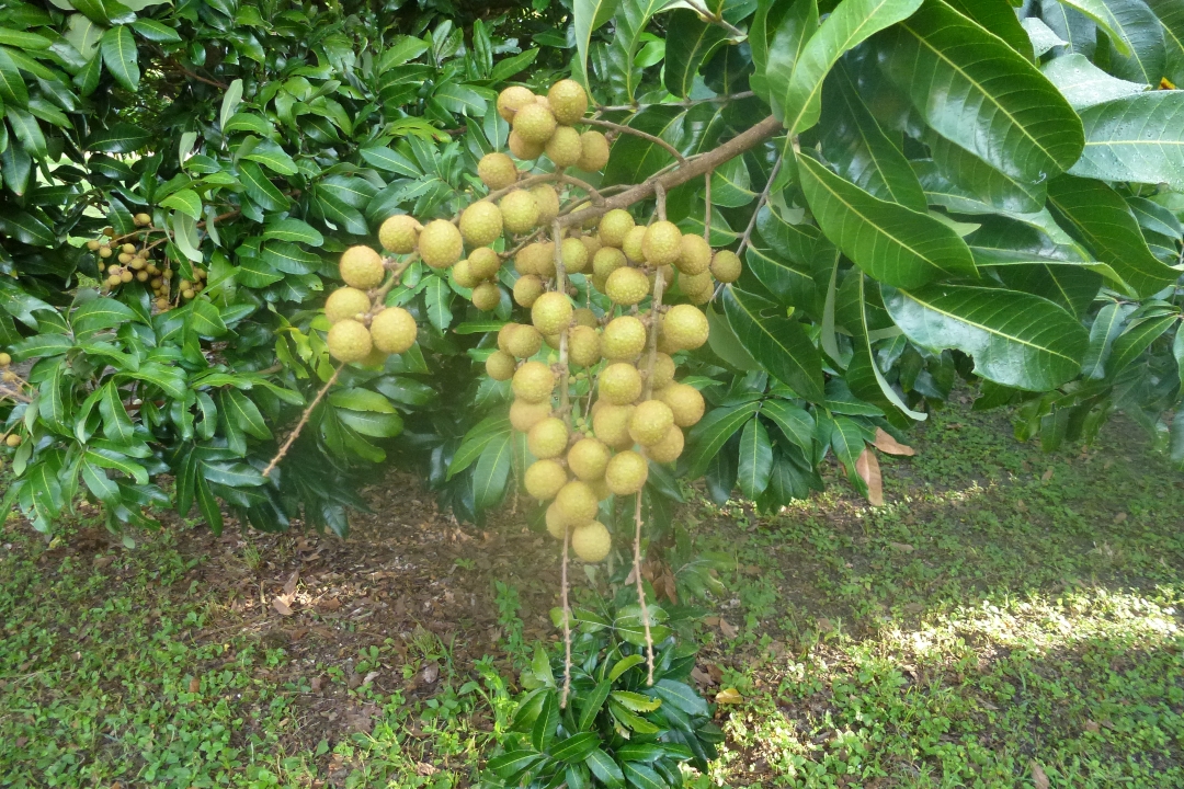 P1020024