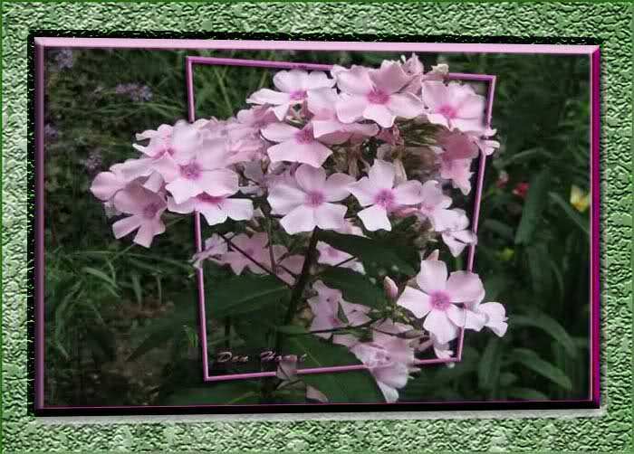 PHLOX-Rosa-Pastell-Paniculata-Group